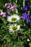 Echinacea-Virgin-14-2.jpg