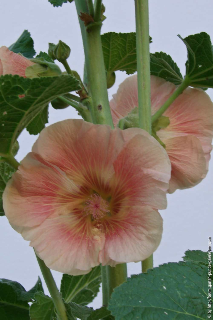 Stockrose