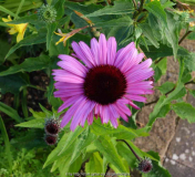 Echinacea-Sämling3_14-2.jpg
