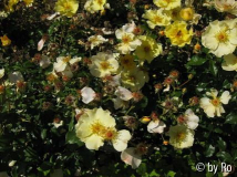 Bodendeckerrose Sangerhausen