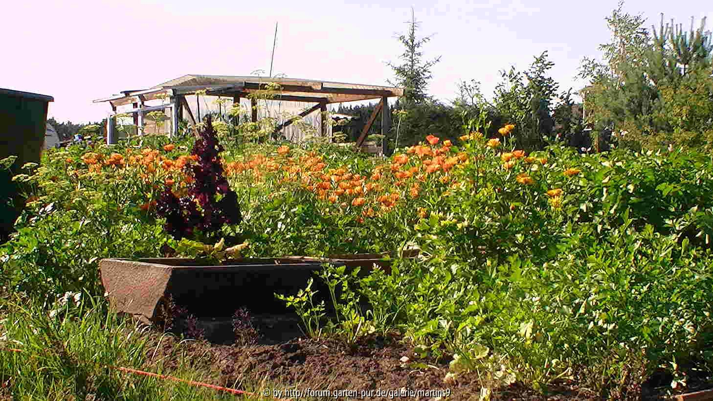 Ringelblumen vor Kartoffeln