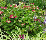Hydrangea_Lady_in_Red_14-1.jpg