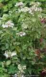 Hydrangea-Tricolor_14-1.jpg