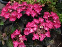 Hydrangea-DarkAngel_14-3.jpg