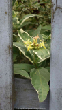 Diervilla sessilifolia-14-1.jpg