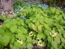 Tiarella, Epimedium und Omphalodes