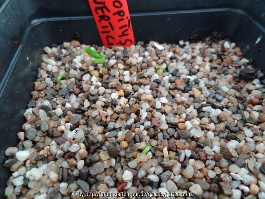 Sciadopitys verticillata Germination July 2014