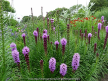 Liatris spicata July 2014