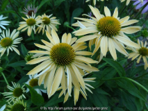 Echinacea Dutch Summer Wave