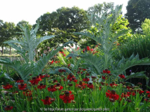 Helenium Moerheim B. mit Cynara cardunculus