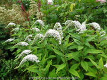 Lysimachia clethroides July 2014