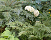 Bevis und Green Lace