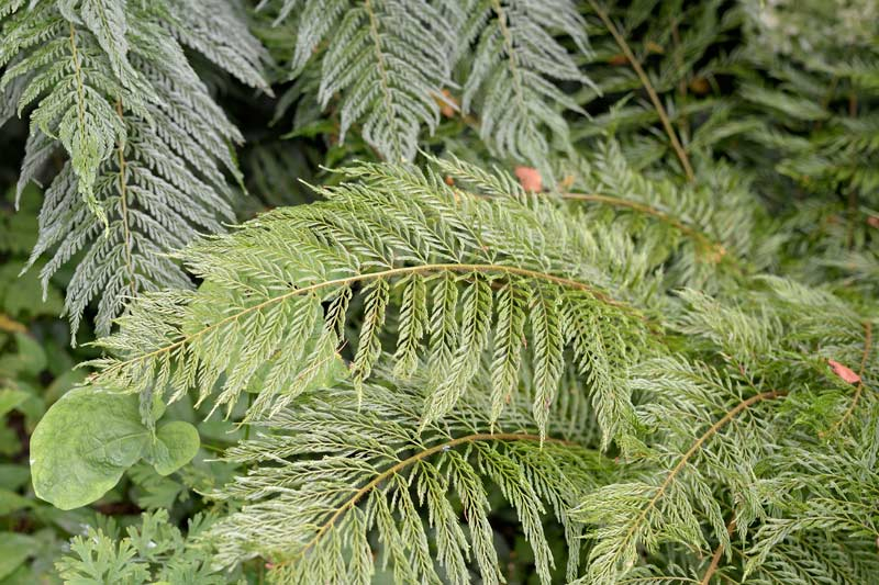 Green Lace Detail