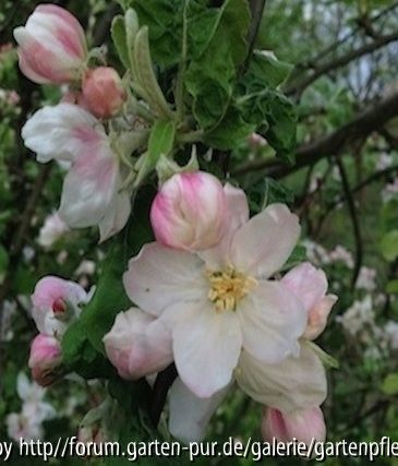 Apfelblüte April