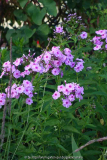 Phlox-Sämling-14-1.jpg