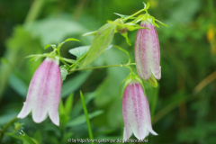 Campanula punctata?