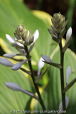 Hosta 'Yellow River' Blüte