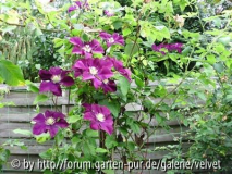 Clematis Warzawska Nike