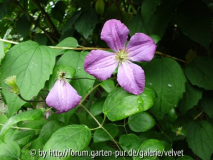 Clematis Kaaru