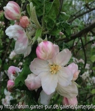 Blüte Apfel Q