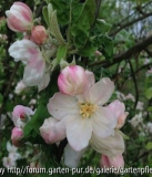 Blüte Apfel Q