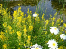 Lysimachia punctata und Leucanthemum superbum