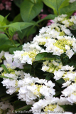 Hydrangea 'Coco'