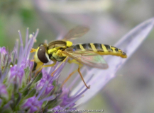 Schwebfliege.jpg