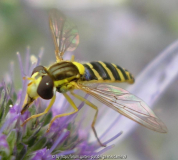 Schwebfliege2.jpg