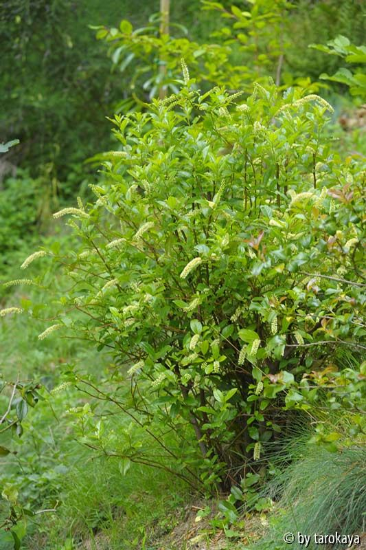 itea yunnanensis14
