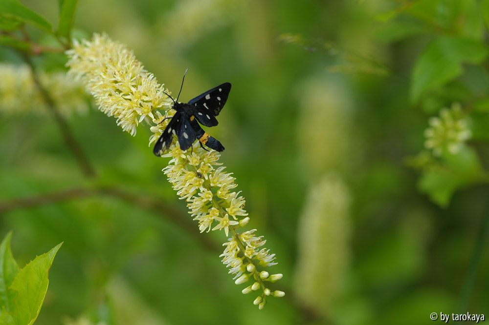 itea widderchen