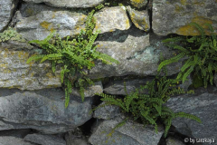 asplenium trichomanes