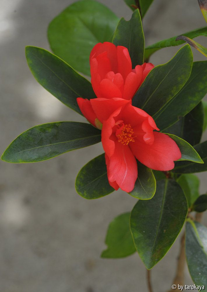 C.changii14