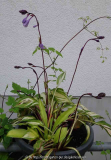 Hosta-CherryBerry_14-1.jpg