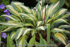 Hosta 'Cherry Berry' Rozanne