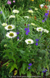Echinacea-Virgin-14-3.jpg