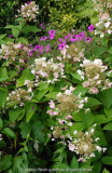 Hydrangea_Wims_Red_14-1.jpg
