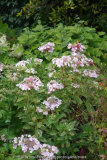 Hydrangea-Tricolor_14-2.jpg