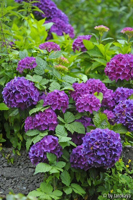 h. blauviolett14