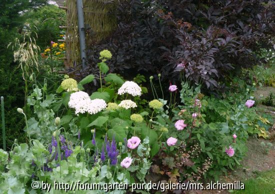 Sambucus-Beet