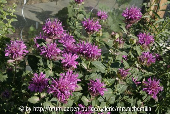 Rosenmonarde