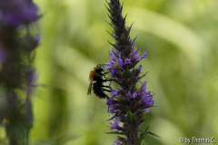 Hummel im Blutweiderich 01