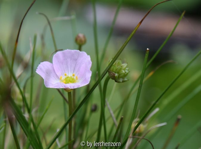 Baldellia ranunculoides