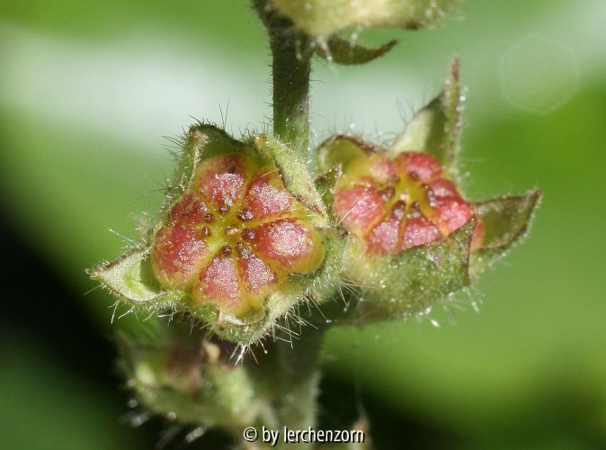 Sidalcea malviflora, Fruchtstand
