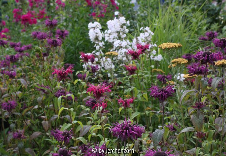 Monarda Cult.
