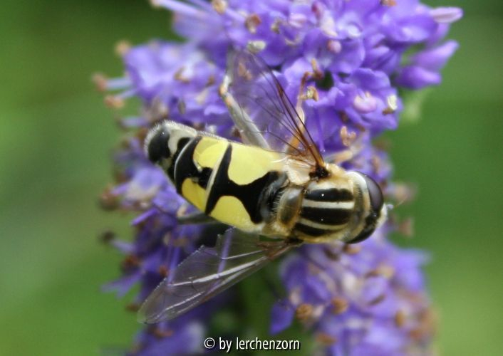 cf. Heliophilus spec.