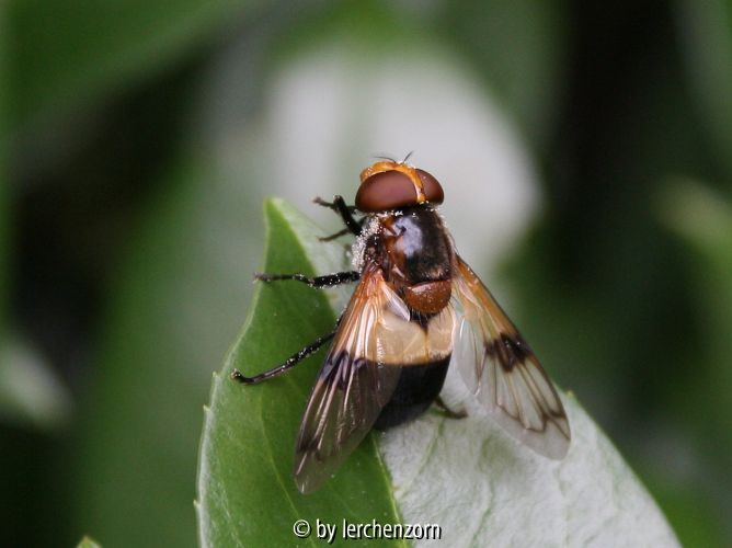 cf. Volucella pelucens