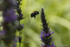 Hummel im Blutweiderich 02