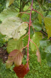 Welche Aprikose ist das?