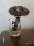 Pilz oben salz.jpg